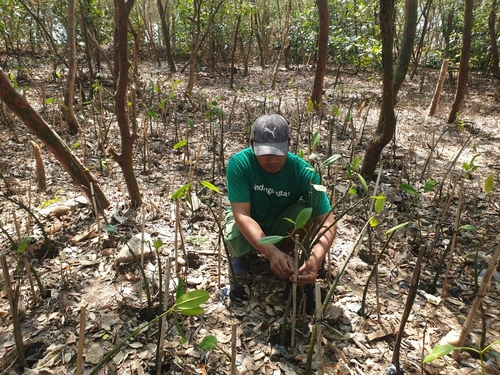 Warga Wonorejo Bangkitkan Ekonomi Lewat Rehabilitasi Mangrove Bersama LindungiHutan