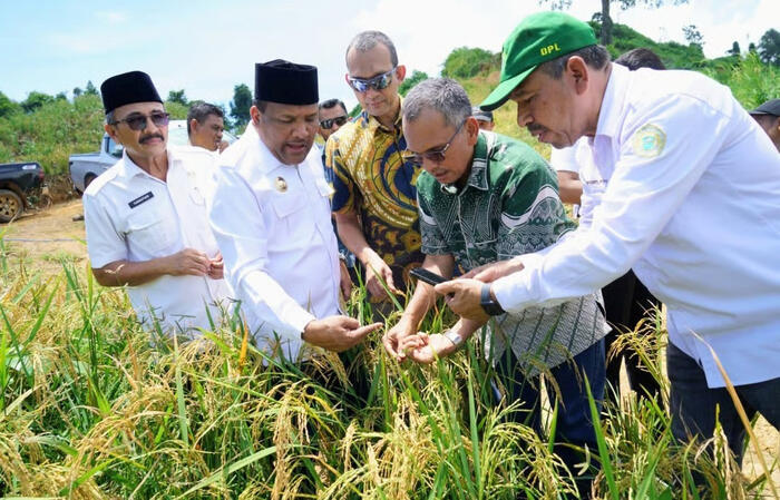 PTPN IV PalmCo Dorong Ketahanan Pangan Lewat Pola Tumpangsari Sawit–Padi